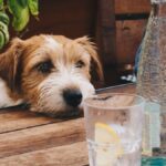 Собака пьет много воды: причины, рекомендации 4 Аллергия у собак