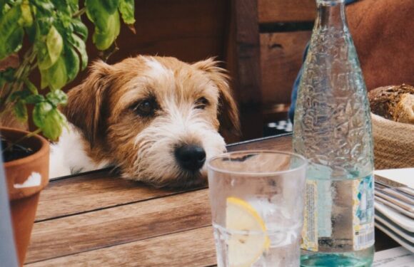 Собака пьет много воды: причины, рекомендации