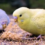 Как научить волнистого попугая говорить 22