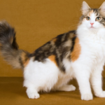 Norwegian Forest Cat: Everything You Didn't Know