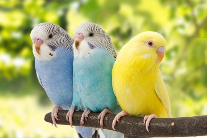 Как научить волнистого попугая говорить 1 Как научить волнистого попугая говорить
