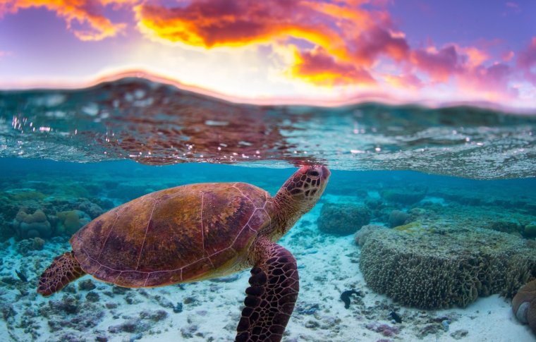 Очень красивые морские черепахи: фото с Атлантического океана 33 черепахи