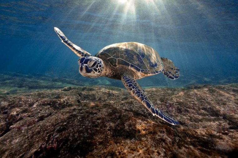 Очень красивые морские черепахи: фото с Атлантического океана 30