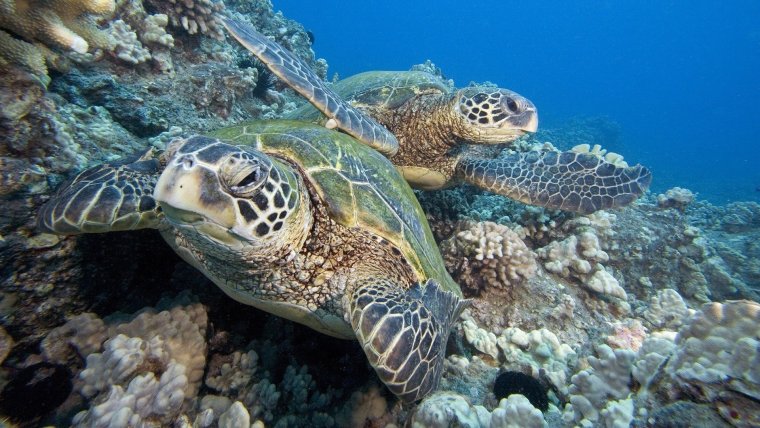 Очень красивые морские черепахи: фото с Атлантического океана 29