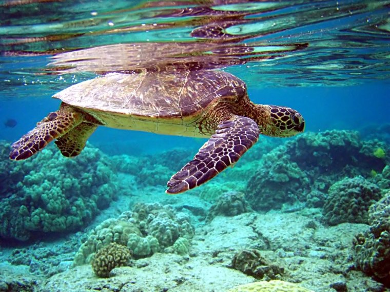 Очень красивые морские черепахи: фото с Атлантического океана 27