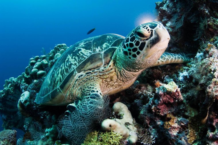 Очень красивые морские черепахи: фото с Атлантического океана 26