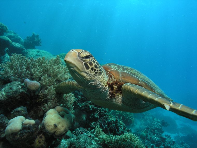 Очень красивые морские черепахи: фото с Атлантического океана 25