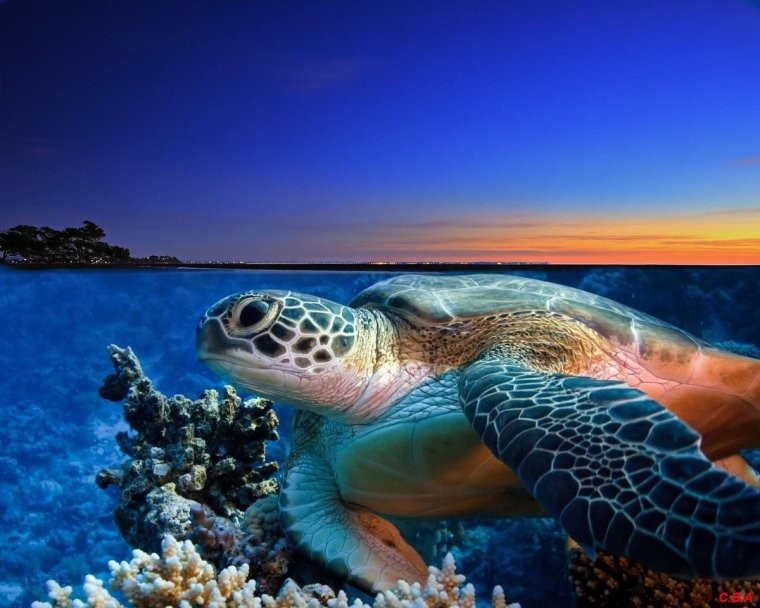 Очень красивые морские черепахи: фото с Атлантического океана 24