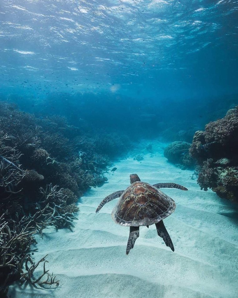 Очень красивые морские черепахи: фото с Атлантического океана 23