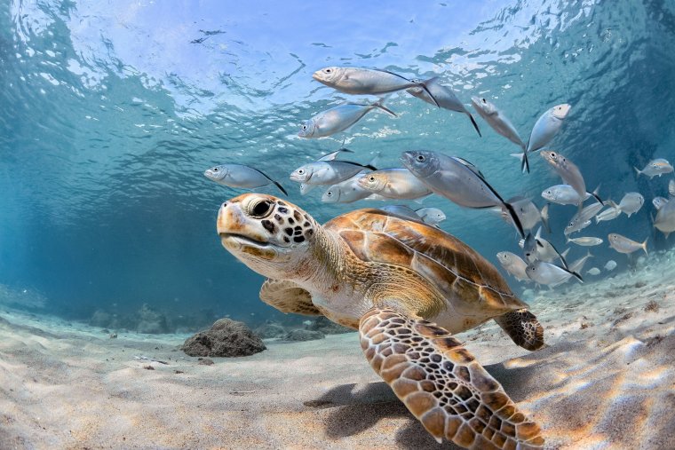 Очень красивые морские черепахи: фото с Атлантического океана 22