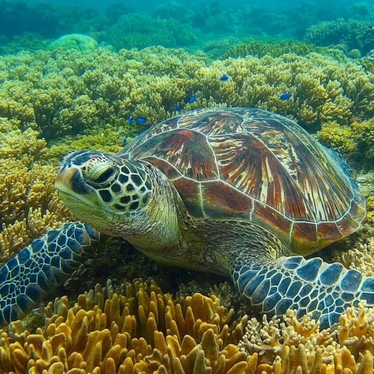 Очень красивые морские черепахи: фото с Атлантического океана 21