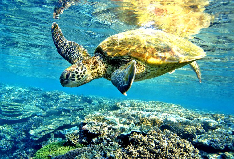 Очень красивые морские черепахи: фото с Атлантического океана 19