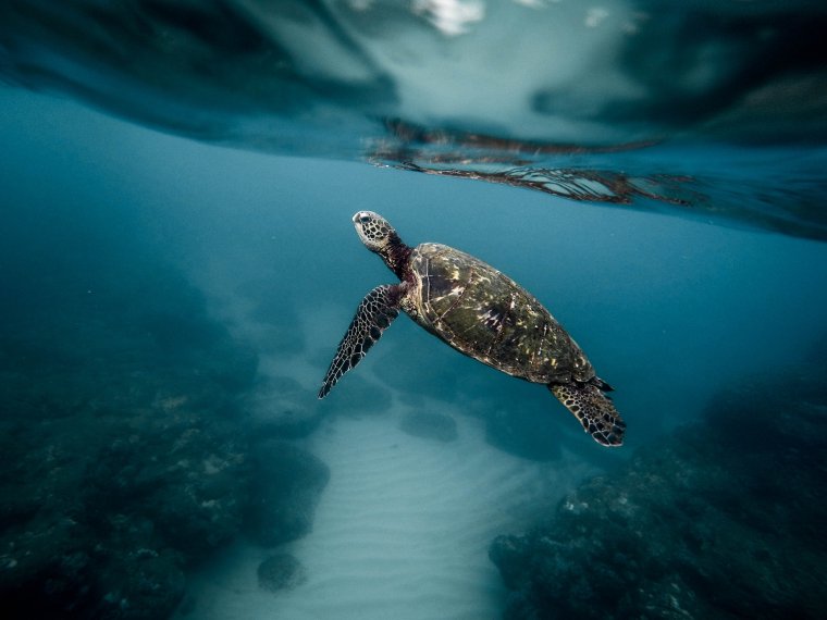 Очень красивые морские черепахи: фото с Атлантического океана 18