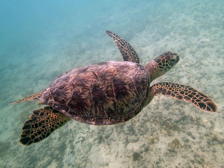 Очень красивые морские черепахи: фото с Атлантического океана 16