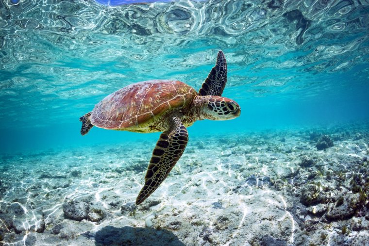 Очень красивые морские черепахи: фото с Атлантического океана 11