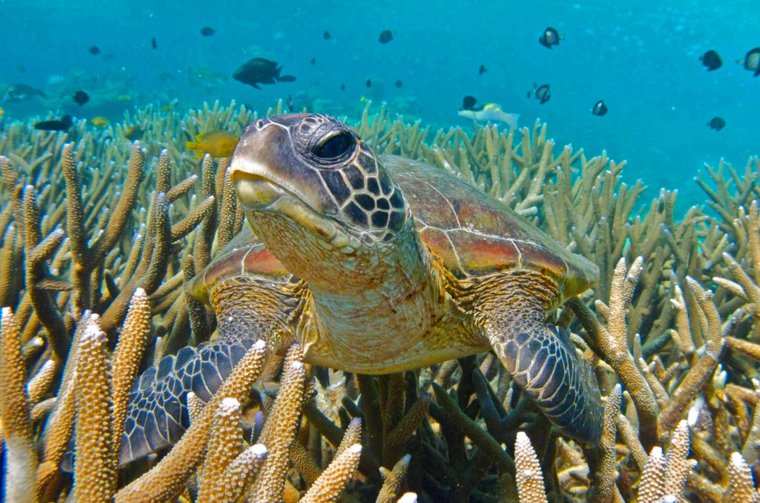 Очень красивые морские черепахи: фото с Атлантического океана 8