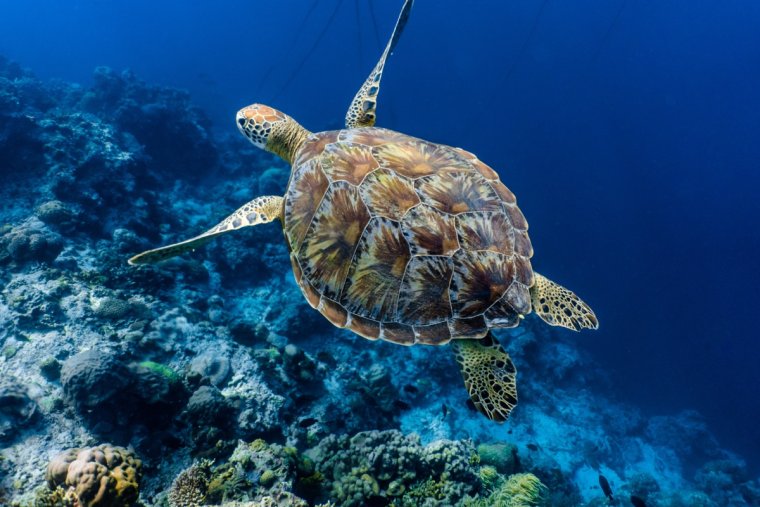 Очень красивые морские черепахи: фото с Атлантического океана 7