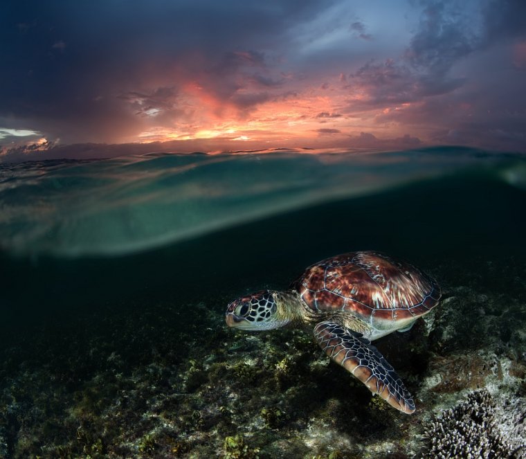 Очень красивые морские черепахи: фото с Атлантического океана 6