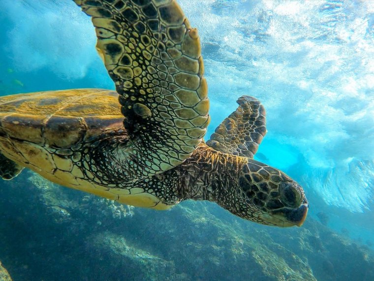 Очень красивые морские черепахи: фото с Атлантического океана 5