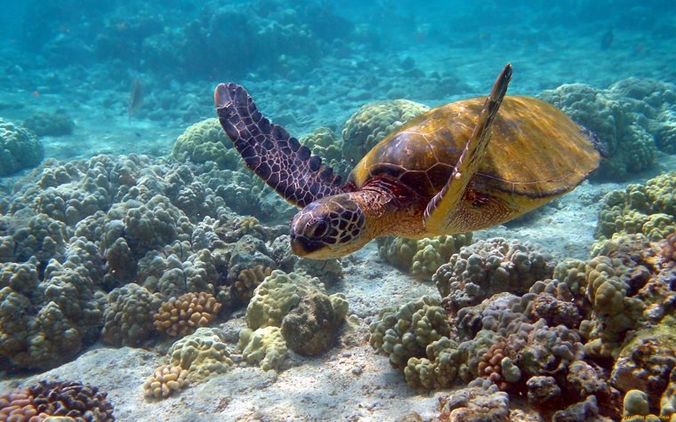 Очень красивые морские черепахи: фото с Атлантического океана 4 черепахи