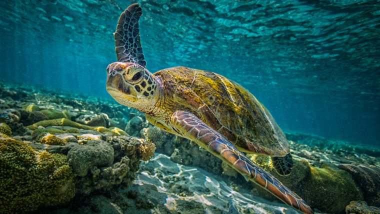 Очень красивые морские черепахи: фото с Атлантического океана 3