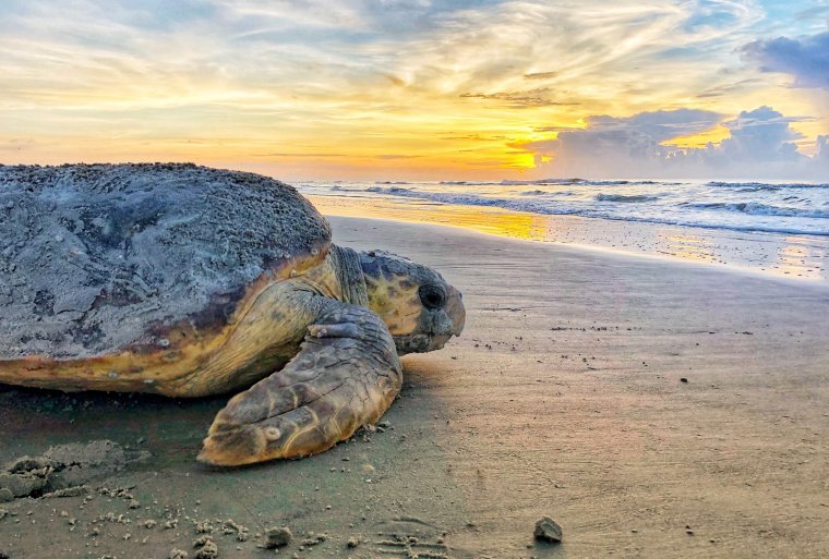 Очень красивые морские черепахи: фото с Атлантического океана 2