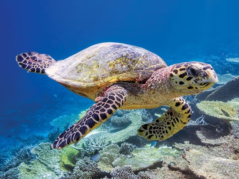 Очень красивые морские черепахи: фото с Атлантического океана 1