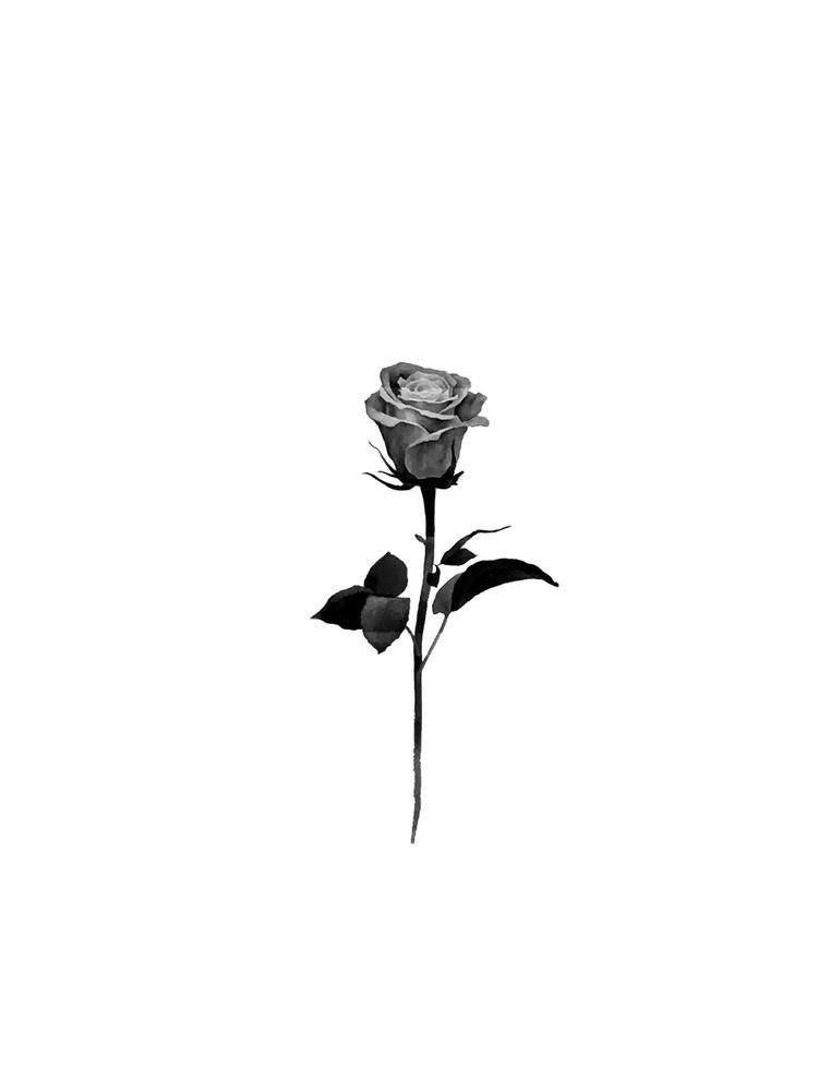 Эскиз тату черная роза (46 фото)31
