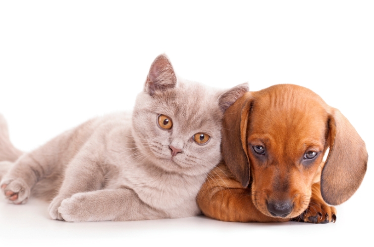 Как подружить кота и собаку: несколько советов 1 собаки