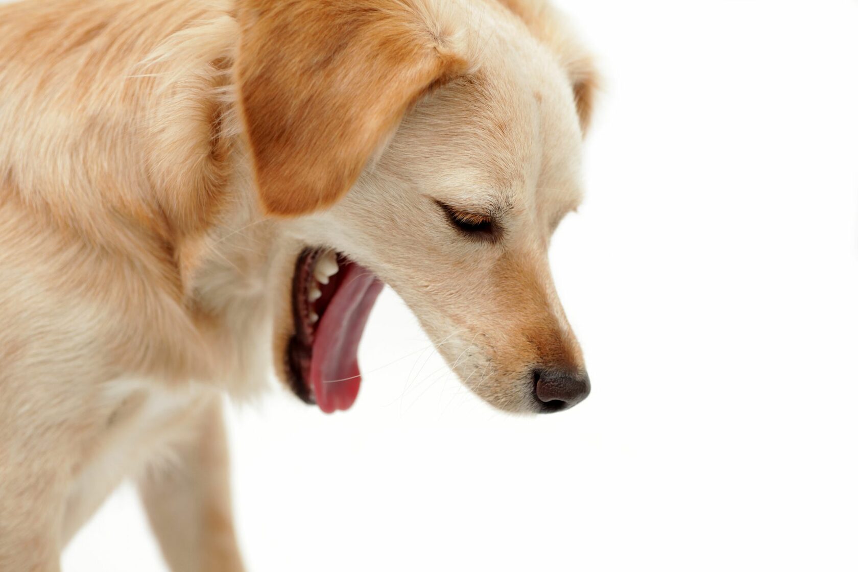 Как остановить рвоту у собаки в домашних условиях 1 остановить рвоту у собаки