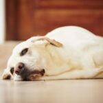 У нерожавшей собаки набухли молочные железы: почему и что делать 23 собаки