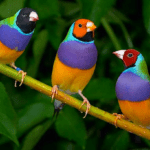 Декоративные птицы для дома: выбираем крылатого питомца 6 цвергпинчер