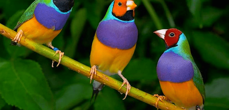 Декоративные птицы для дома: выбираем крылатого питомца