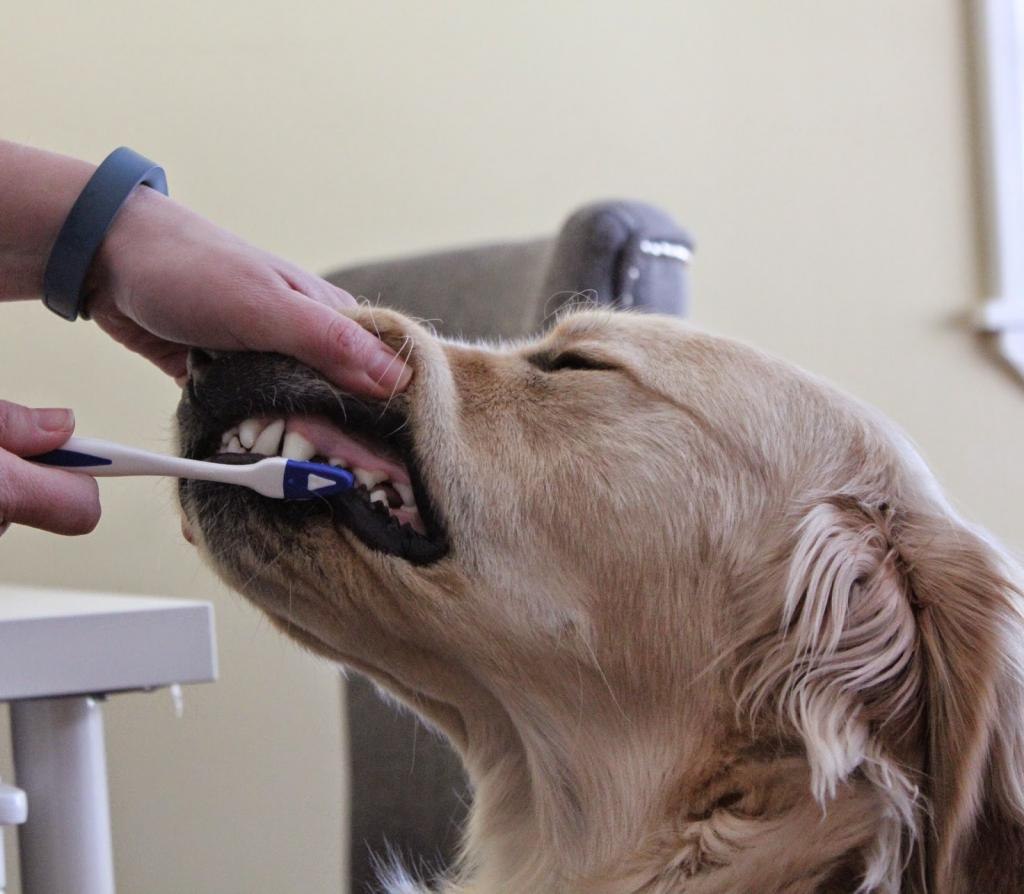 Запущенный зубной камень у собак: что делать? 1 зубной камень