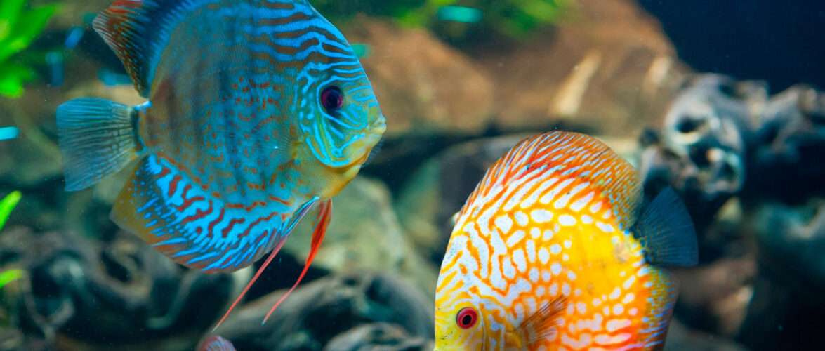 Совместимость аквариумных рыбок: кого и с кем поселить