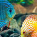 Совместимость аквариумных рыбок: кого и с кем поселить 10 как быстро протрезветь