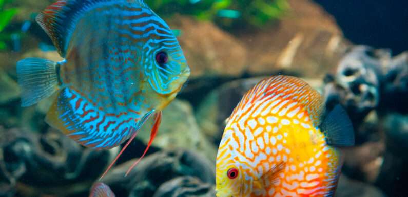Совместимость аквариумных рыбок: кого и с кем поселить