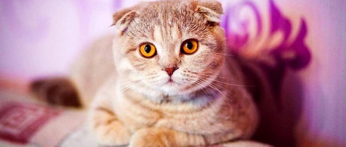 Scottish Fold cat: all about the breed and features of care