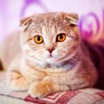 Шотландская вислоухая кошка: всё о породе и особенности ухода 16