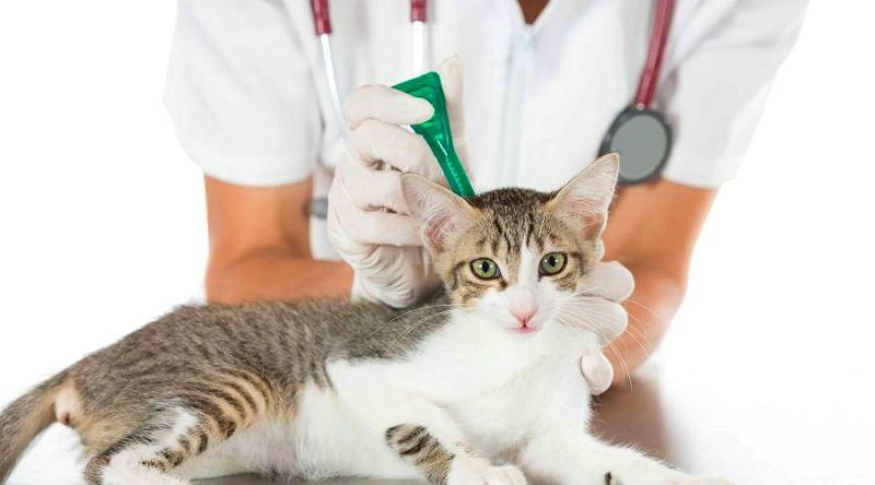 С какого возраста можно обрабатывать котят от блох и глистов? 2 котят