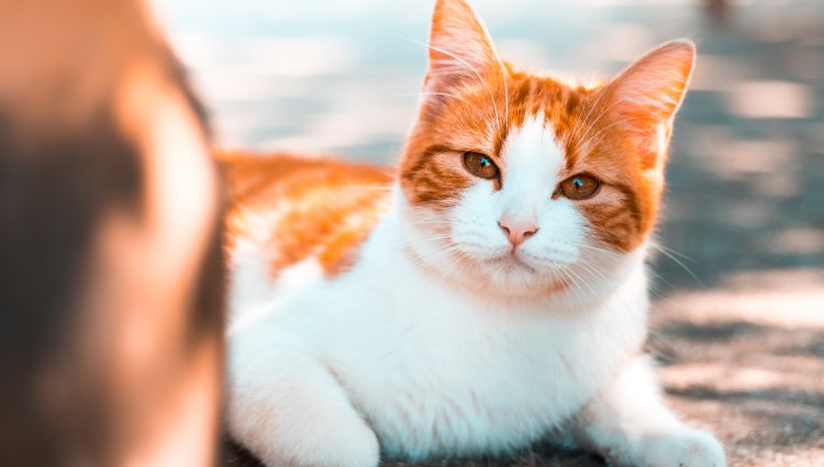 Цистит у кошек: лечение в домашних условиях 2 цистит