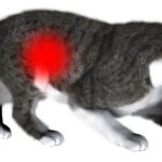 Цистит у кошек: лечение в домашних условиях 24 цистит