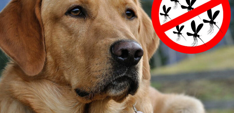 Лейшманиоз у собак: признаки и лечение
