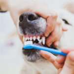 Запущенный зубной камень у собак: что делать? 5 Роды у кошек