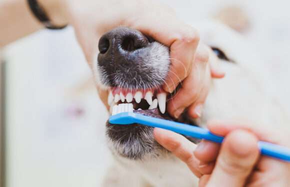 Запущенный зубной камень у собак: что делать?