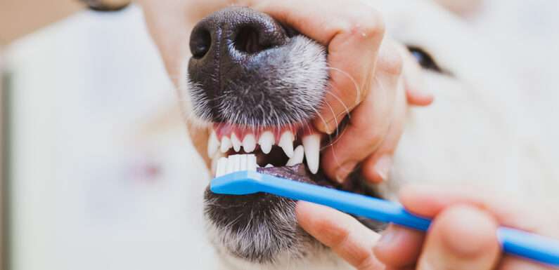Запущенный зубной камень у собак: что делать?
