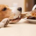 Что можно давать собаке из человеческой еды 8 доберман