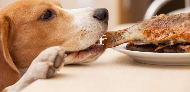 Что можно давать собаке из человеческой еды