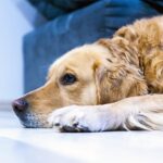 Как остановить рвоту у собаки в домашних условиях 6 Уэльс