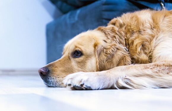 Как остановить рвоту у собаки в домашних условиях
